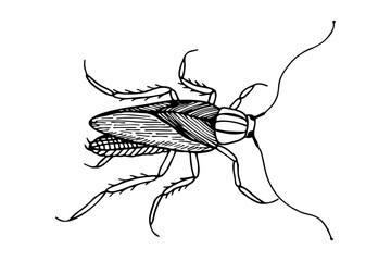 Domestic cockroach, Prusak. Vector stock illustration eps10. Isolate on white background, outline, hand drawing.