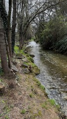 stream in the forest