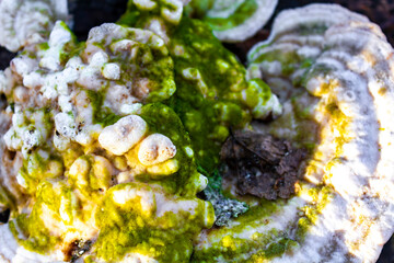 White green mold on dead tree stump in Germany.