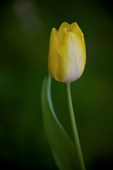 yellow tulip