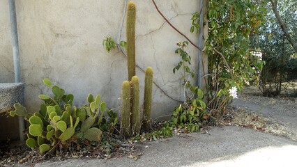 Cactus plants in full bloom along a wall of an old house during a warm summer morning.