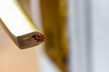 Spider sits on a door handle in Germany.