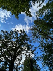 Looking up at the sky through the trees