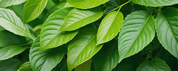Vibrant Green Leaves Close-Up in Natural Daylight. Detailed texture of lush green leaves, likely from a shrub or tree, illuminated by natural