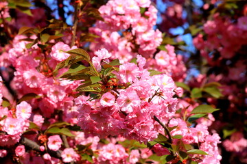 Japanese cherry, sakura tree with beautiful delicate pink flowers blooms in spring in city park. Sakura background