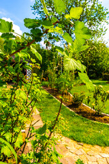 Fototapeta na wymiar Currant bush and gooseberry plant with flowers and berries Germany.