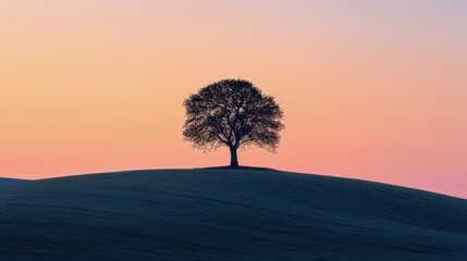 Lone Tree on Hilltop