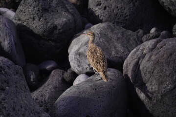 Regenbrachvogel