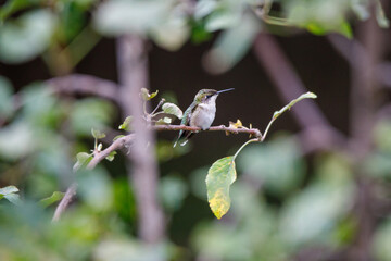 A flycatcher bird