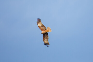 An eagle in flight