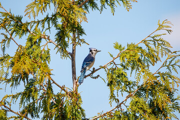 A blue jay sitting on a tree branch