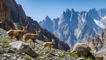 Fotobehang A trio of antelopes is trekking across a rocky alpine landscape with towering, snow-capped peaks in the background © Seasonal Wilderness