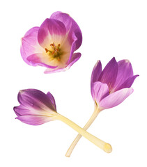 Fresh purple crocus flower falling in the air isolated. Beautiful purple flowers levitating or zero...