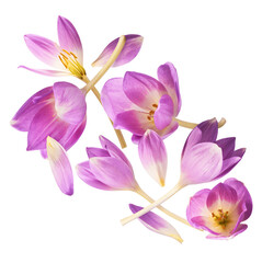 Obraz premium Fresh purple crocus flower falling in the air isolated. Beautiful purple flowers levitating or zero gravity.