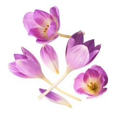 Fresh purple crocus flower falling in the air isolated. Beautiful purple flowers levitating or zero gravity.