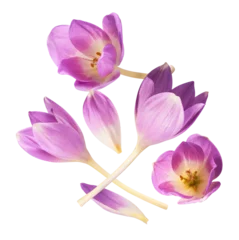 Fotobehang Krokus Fresh purple crocus flower falling in the air isolated. Beautiful purple flowers levitating or zero gravity.  © Agave Studio