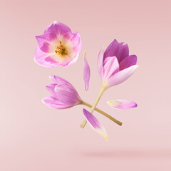 Fresh purple crocus flower falling in the air isolated. Beautiful purple flowers levitating or zero gravity.