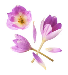 Fresh purple crocus flower falling in the air isolated. Beautiful purple flowers levitating or zero gravity.