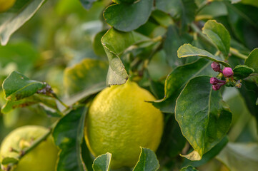 Lemon. Ripe Lemons hanging on tree. Growing Lemon 2
