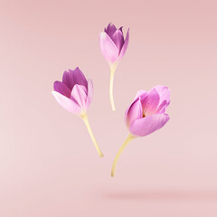 Fresh purple crocus flower falling in the air isolated. Beautiful purple flowers levitating or zero gravity.