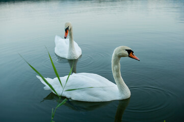 Obraz premium white swans group on the lake swim well under the bright sun