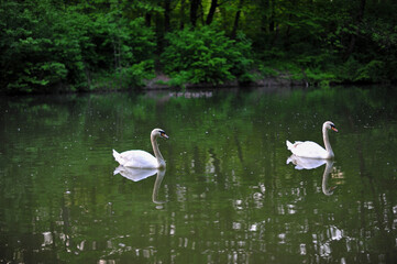 white swans group on the lake swim well under the bright sun