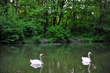 white swans group on the lake swim well under the bright sun