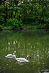 white swans group on the lake swim well under the bright sun