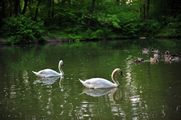 white swans group on the lake swim well under the bright sun