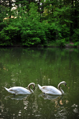 white swans group on the lake swim well under the bright sun