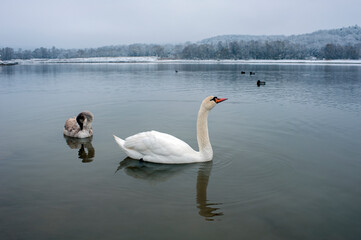 white swans group on the lake swim well under the bright sun
