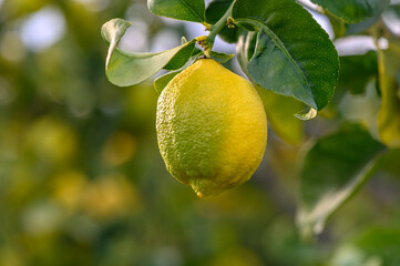 Lemon. Ripe Lemons hanging on tree. Growing Lemon1