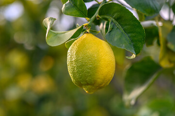 Citrus lemon fruits with leaves isolated, sweet lemon fruits on a branch with working path.7