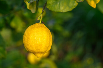 Yellow citrus lemon fruits and green leaves in the garden. Citrus lemon growing on a tree branch close-up.7