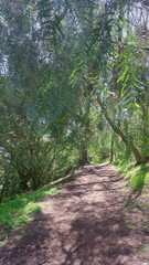 A shady hiking trail.