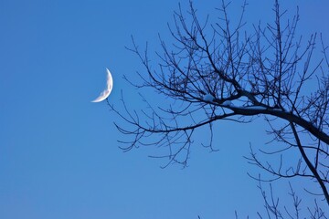 A moon is in the sky above a tree with no leaves