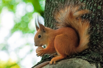 Naklejka na ściany i meble Red squirrel with a nut on a background of blurry sky and green leaves