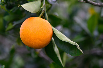 orange tree branches with ripe juicy fruits. natural fruit background outdoors.7