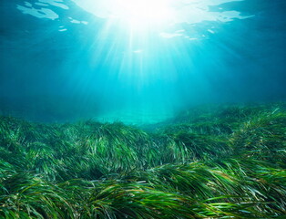 Sunlight underwater with seagrass Posidonia oceanica in the Mediterranean sea, natural scene, Spain