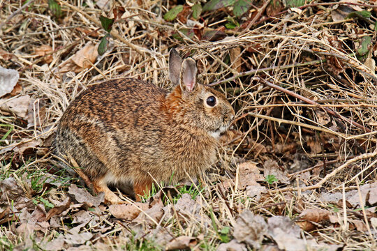 piccolo coniglio selvatico