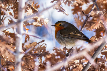 robin on a branch