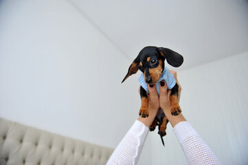 mulher em cama com cachorro de estimação filhote fofo de Dachshund 