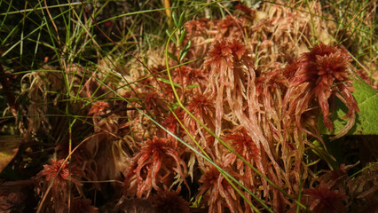 red moss on the ground