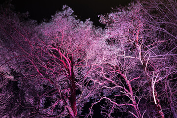 Illuminated trees in the dark of night. Dramatic branched tree trunks with lights