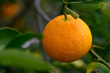 orange tree branches with ripe juicy fruits. natural fruit background outdoors.3