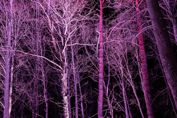Illuminated trees in the dark of night. Dramatic branched tree trunks with lights