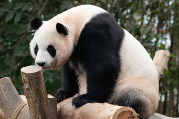 Close up a portrait of Happy Panda, Fu Bao, Soutyh Korea