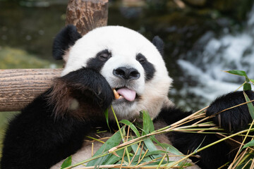 Fototapeta premium Close up a portrait of Happy Panda, Fu Bao, Soutyh Korea