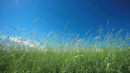 Obraz premium Grassy Field With Blue Sky