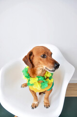 cachorro vestido para festa havaiana com cores do brasil carnaval 